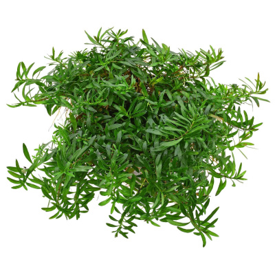 Людвигия аркуата (меристемное растение)